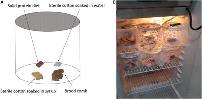 Tetracycline Exposure Alters Key Gut Microbiota in Africanized Honey Bees (Apis mellifera scutellata x spp.)